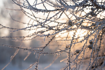 The evening sun shines through the branches with larch cones covered with a layer of frost. Natural beautiful winter forest background.
