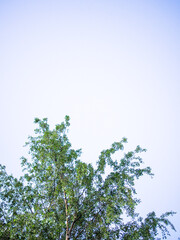 leaves against blue sky