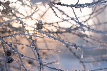 The evening sun shines through the branches with larch cones covered with a layer of frost. Natural beautiful winter forest background.