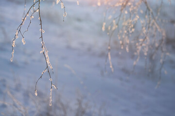 A thin fragile birch branch covered with frost on a snowy blue background on a frosty day with a sun illuminating glare. Natural beautiful winter northern forest background with copy space.