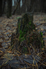 moss on a deadfall in the forest