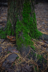 green moss and mushrooms on a tree in autumn