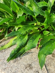 빗방울