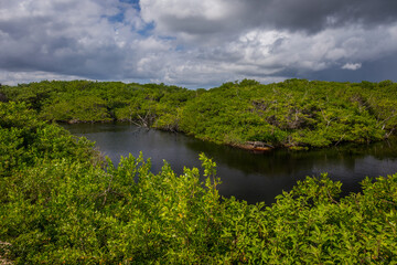 Fototapeta na wymiar Swamp in Isla Mujeres, Mexico