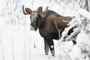 A snow-covered bull moose stand in an Alaska winter landscape.
