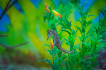 seahorse in a colorful aquarium