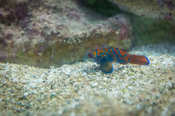 Small tropical fish Mandarinfish close-up
