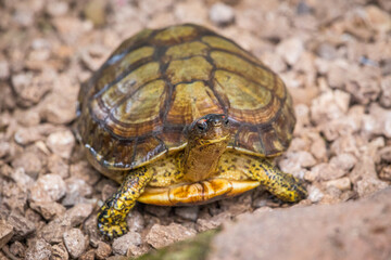 slider turtle close up portrait with shallow depth of field