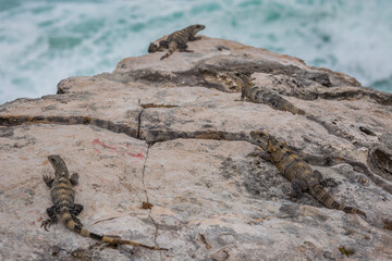 Iguana on Isla Mujeres coastline across the bay from Cancun Mexico