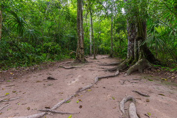 Journey through Guatemala, path in the Park Tikal, Jungle envoirment.