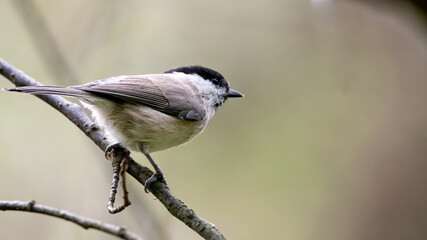 bird, natur, wild lebende tiere, tier, wild, ast, schnabel, fliegenschnäpper, garden, gering,