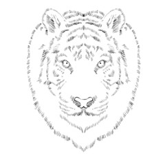Tiger head hand drawn ink sketch. Tiger symbol, sign of 2022 Chinese New Year. Vector illustration. Tiger hand drawn vector illustration. Lunar horoscope sign