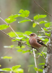bird, natur, wild lebende tiere, robin, spatz, ast, tier, bird, baum, wild,