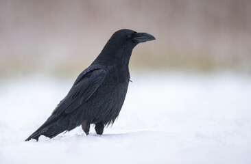 Fototapeta premium Raven ( Corvus corax ) close up