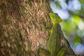Green Basilisk