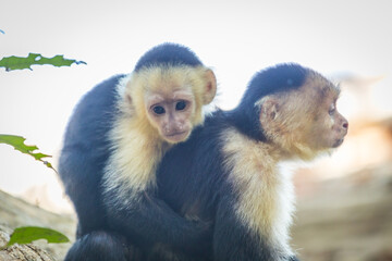 An adult white-faced capuchin monkey in Costa Rica carrying a baby on it's back.