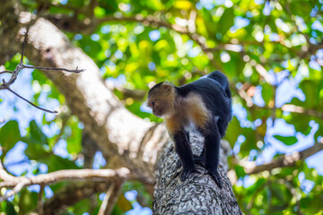 Naklejka premium An adult white-faced capuchin monkey in Costa Rica carrying a baby on it's back.