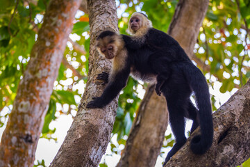 An adult white-faced capuchin monkey in Costa Rica carrying a baby on it's back.