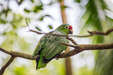 Beautiful green parrot Finsch's parakeet, Aratinga finschi, Costa Rica