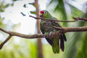 Beautiful green parrot Finsch's parakeet, Aratinga finschi, Costa Rica
