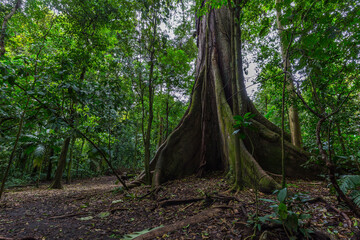 The Kapok tree or Ceiba is one of the largest