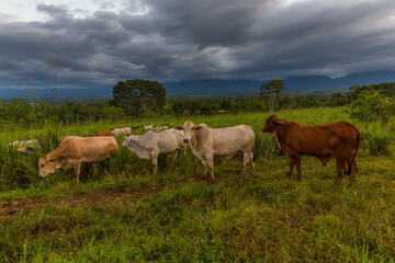 Naklejka na ściany i meble Cows grazing fresh green grass on meadow with volcano of Arenal on the background. Costa Rica