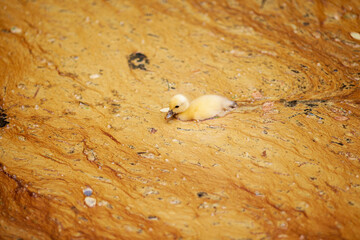 duck in yellow water