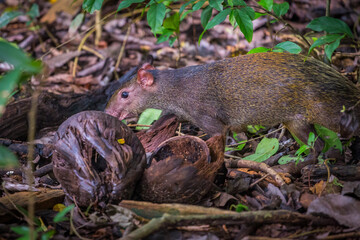Central American Agouti (Dasyprocta punctata)