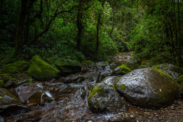 Naklejka na ściany i meble Stream in the Cloud Forest. Boquete, Panama