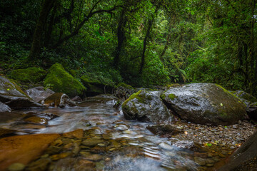 Naklejka na ściany i meble Stream in the Cloud Forest. Boquete, Panama