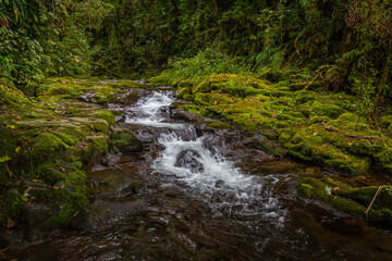 Stream in the Cloud Forest. Boquete, Panama