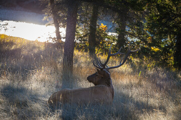 Male Elk with full set of antlers lying in grass early morning light