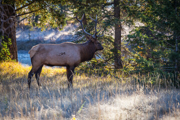 Naklejka na ściany i meble Male Elk with full set of antlers walking through forrest in early morning light