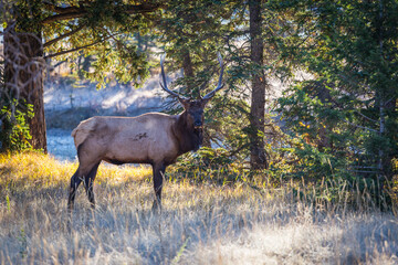 Male Elk with full set of antlers walking through forrest in early morning light