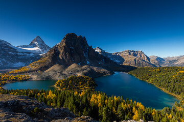 Mount Assiniboine in the morning during larch season from Nub peak