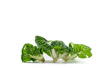 Fresh organic white Bok Choy or Pak Choi (Chinese cabbage) on white background