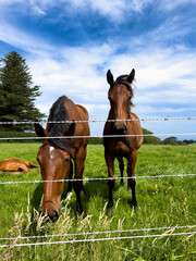 Two brown horse portraits standing on the green grass, Kiama, New South Wales, Australia