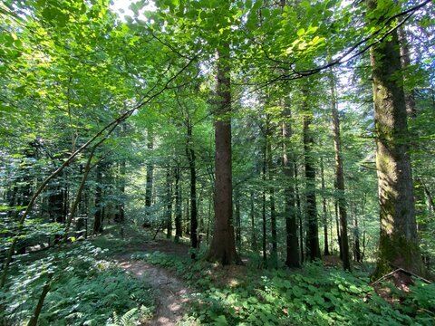 Mixed mountain forest in the valley of Delnički potok stream, Delnice - Region of Gorski kotar, Croatia (Mje&scaron;ovita goranska &scaron;uma u dolini Delničkog potoka, Delnice - Gorski kotar, Hrvatska)
