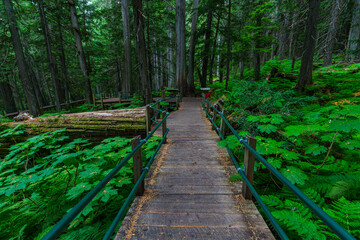 Giant Cedars at the Giant Cedars Boardwalk Trail, Mt. Revelstoke National Park