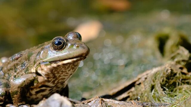 Frog Sits on the Shore by the River, Extreme Close up. Portrait of frog funny looks. Big Toad eyes, stirs his nostrils, and breathes. The frog is waiting. Pelophylax esculentus. Summer sunny day