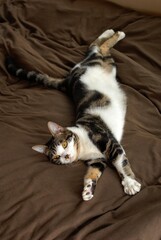 Portrait of brown tabby cat