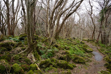 mossy rocks and bare trees in the winter forest
