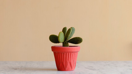 Bunny's ear cactus or angle wings cactus with isolated background © GreenThumbShots