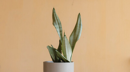 Sansevieria mother in law tongue plant - obrazy, fototapety, plakaty