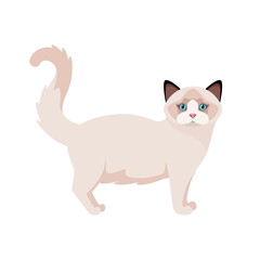 Rag doll cat on a white background. Cartoon design.
