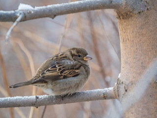 Sparrow sits on a branch without leaves.