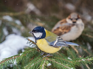 Cute bird Great tit, songbird sitting on the fir branch with snow in winter