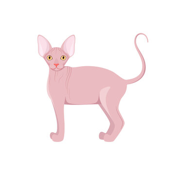 Sphinx cat on a white background. Cartoon design.
