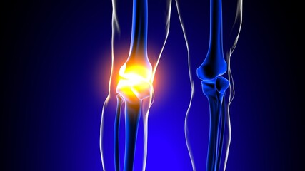 Knee joint pain Anatomy For Medical Concept 3D © mybox