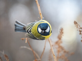 Cute bird Great tit, songbird sitting on a branch without leaves in the autumn or winter.